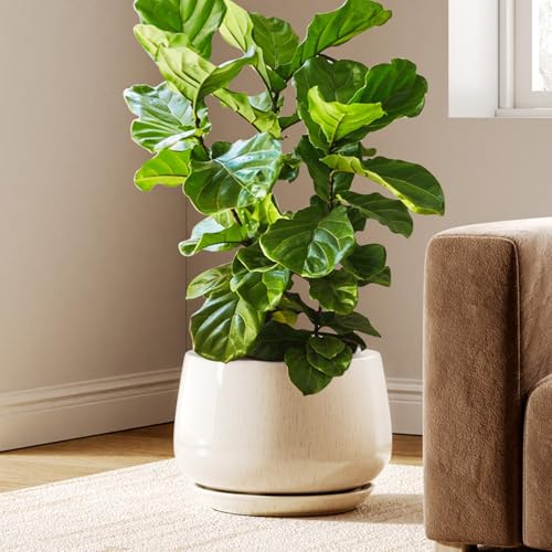 Reactive glaze ceramic planter styled with a fiddle leaf fig